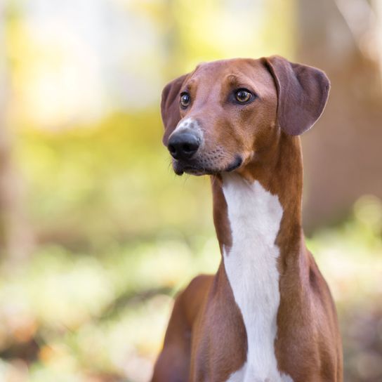 Perro, mamífero, vertebrado, raza de perro, Canidae, carnívoro, hocico, Azawakh, galgo, marrón con cuello blanco Azawakh de pie en el bosque