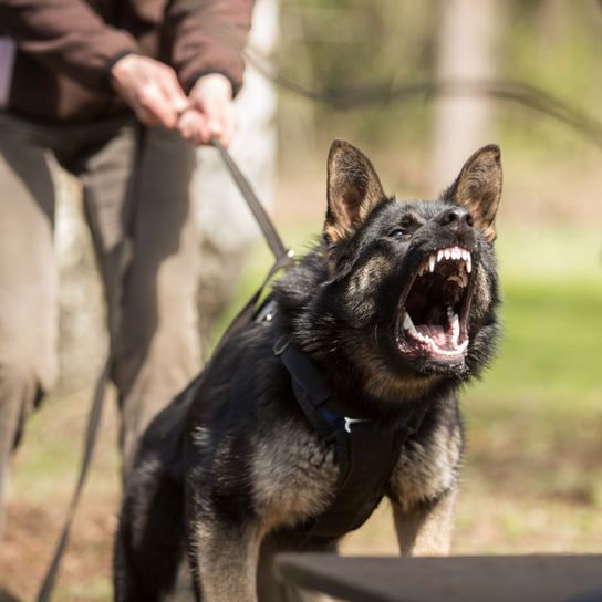 El pastor de perros de la policía se intensifica mamífero, perro, vertebrado, raza de perro, Canidae, perro policía, carnívoro, perro pastor alemán muy agresivo con la correa y tira de ella, perro grande y oscuro muestra los dientes, dientes enseñados, perro lista