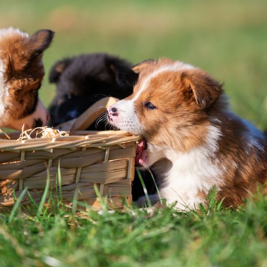 Elo cachorros blanco marrón y Elo negro en una cesta en el suelo, los perros pequeños con pelaje largo, perro de la familia, la raza mixta, aún no se reconoce la raza FCI, la raza popular, perro principiante