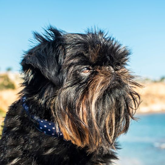 perro, Canidae, raza de perro, mamífero, carnívoro, hocico, grupo deportivo, snood, grifón enano belga marrón oscuro frente al mar con collar de perro manchado