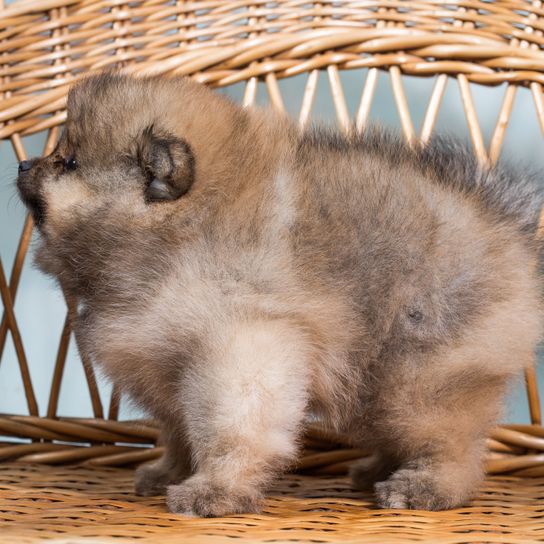 Mamífero, vertebrado, perro, Canidae, carnívoro, cachorro, spitz, raza de perro, Pomerania spitz enano marrón, cachorro spitz enano