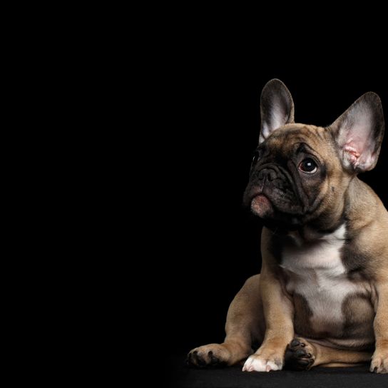 Cachorro de Bulldog Francés leonado perro, mamífero, vertebrado, raza de perro, Canidae, bulldog francés leonado, hocico, bulldog, carnívoro, cachorro de frenchie