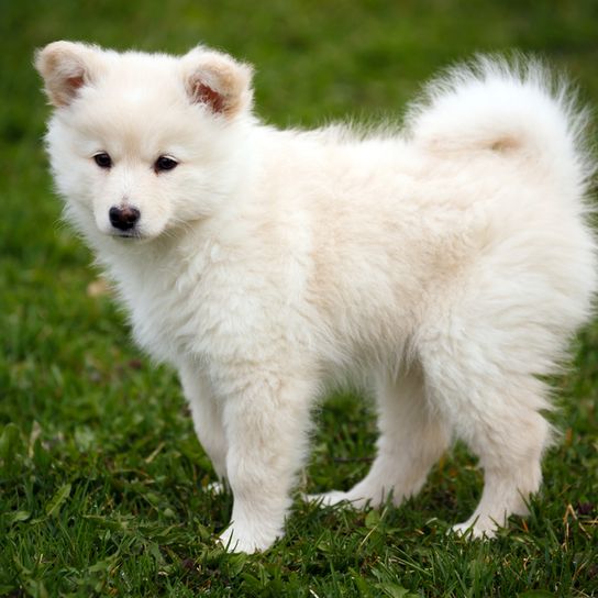 Lapphund finlandés blanco, cachorro, pequeño perro blanco de pelo largo