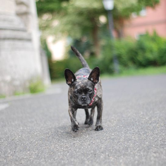 Hund,Auge,Hunderasse,Fleischfresser,Asphalt,Straßenbelag,Begleithund,Kitz,Gras,Halsband,