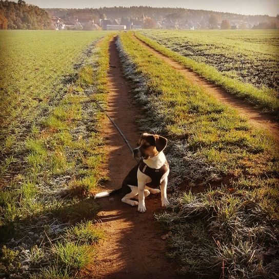 Hund,Pflanze,Hunderasse,Fleischfresser,Menschen in der Natur,Arbeitstier,Sonnenlicht,Gras,Glücklich,Rehkitz,