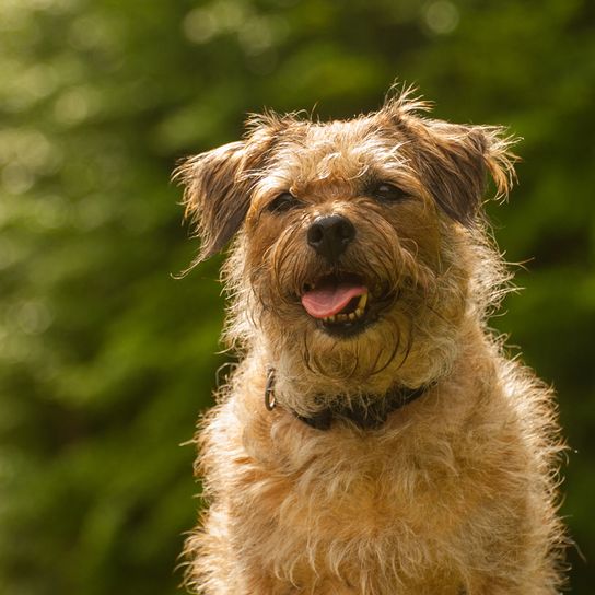 Border Terrier grueso border terrier marrón con sobrepeso, raza de perro de pelo duro, raza de perro pequeña