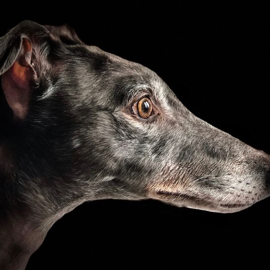 Perro de raza galgo gris blanco de perfil, perro que es delgado, raza de perro mediana, raza de perro grande, orejas inclinadas, perro que no muda mucho, pelaje corto, galgo