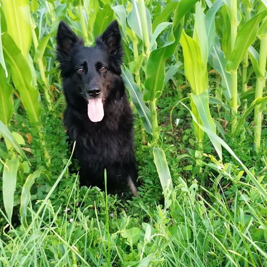 Hund,Pflanze,Hunderasse,Fleischfresser,Begleithund,Gras,Bodendecker,Terrestrische Pflanze,Schnauze,Sportliche Gruppe,