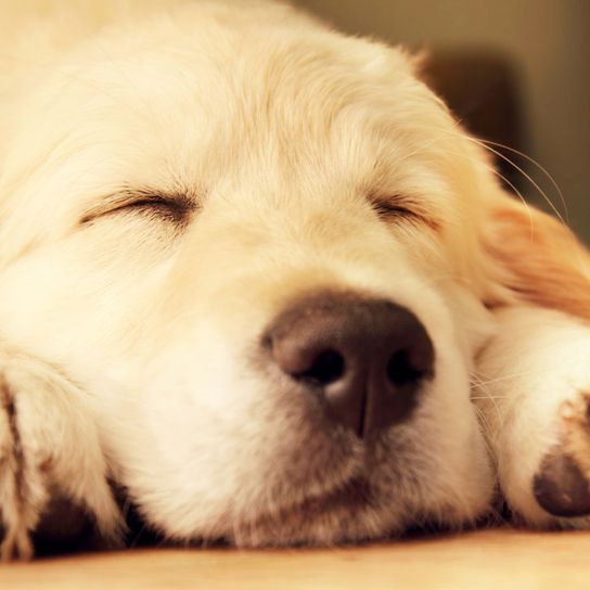 Perro, mamífero, vertebrado, raza de perro, Canidae, carnívoro, nariz, hocico, golden retriever puppy sleeps, retriever,