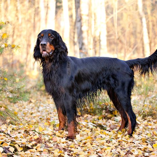 Gordon Setter de pie en el bosque, la raza de perro grande con pelaje largo, negro perro marrón con la ruta de abanico