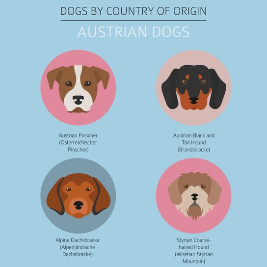 perro blanco marrón de Austria, Pinscher austriaco, perro de tamaño medio hasta la rodilla, perro de familia, raza Pinscher, gráfico de todas las razas de perros de Austria