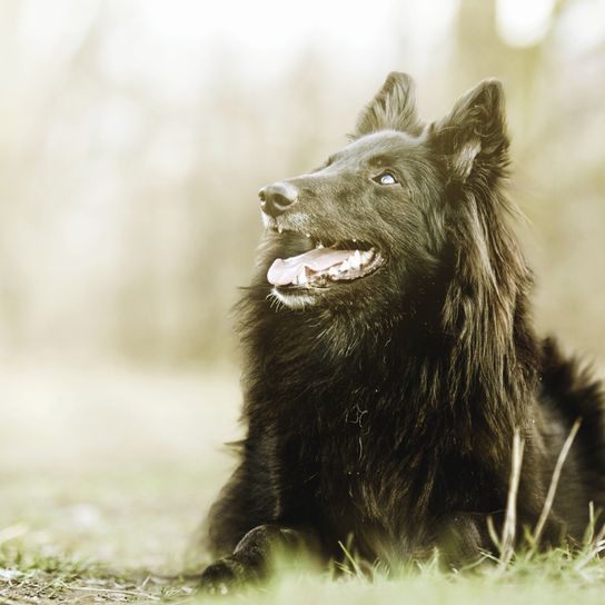 Groenendael descansa en un prado, perro pastor belga