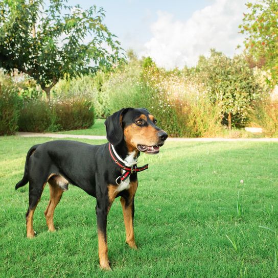 Hamiltonstövare, perro Hamilton de pie en un prado verde, cachorro macho, perro parecido al beagle, perro tricolor, perro de caza, perro de Suecia, raza sueca, perro con orejas caídas