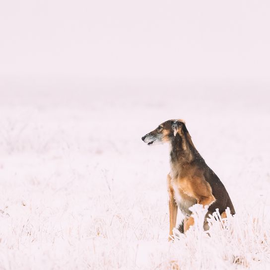Descripción de la raza Chrotaj, galgo de pelo corto, raza canina gigante, raza canina de Rusia, raza canina rusa, Chortaja Borzaja, Hortaya Borzaya, Hort, Horty, perro marrón con las orejas inclinadas en la nieve