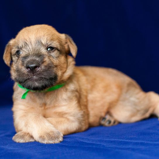 Cachorro de Irish Soft Coated Wheaten Terrier