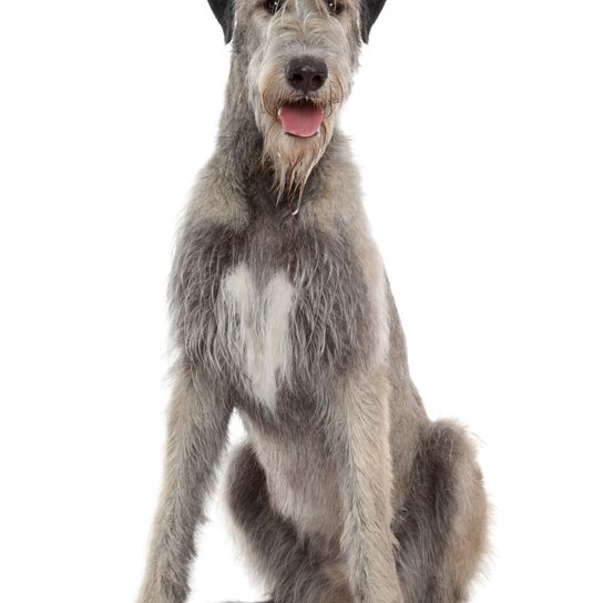 Perro, mamífero, vertebrado, raza de perro, Canidae, lobero irlandés gris, carnívoro, raza parecida al lebrel escocés, bozal, perro de compañía, perro de Heidi Klum y Tom Kaulitz