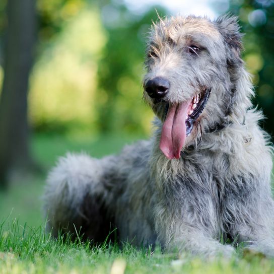 Perro, Mamífero, Vertebrado, Raza de perro, Canidae, Lobero irlandés se tumba en un prado y bosteza, Carnívoro, Perro parecido al ciervo escocés, Grupo deportivo, Raza rara (perro),