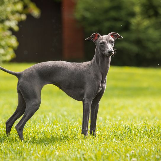 galgo italiano llamado italo Windspiel, pequeño perro gris muy delgado y apto para las carreras de perros, perro similar al Greyhound