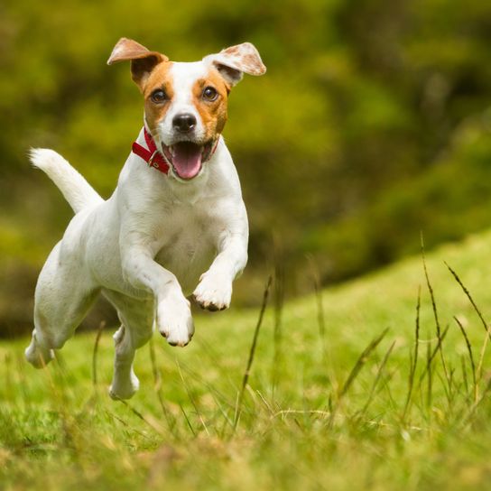 perro, mamífero, vertebrado, raza de perro, Canidae, Russell Terrier, carnívoro, perro de compañía, Parson Russell Terrier, Jack Russell Terrier salta sobre los prados