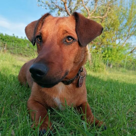 Jackshund © Martina Ehrke Himmel,Hund,Pflanze,Fleischfresser,Arbeitstier,Hunderasse,Halsband,Baum,Leber,Kitz,
