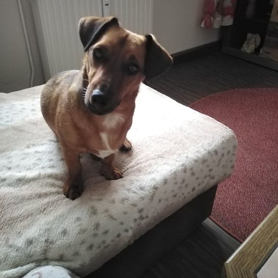 Jackshund © Martina Ehrke Hund,Hunderasse,Komfort,Arbeitstier,Boden,Holz,Bodenbelag,Halsband,Rehbraun,Begleithund,