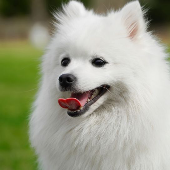 Spitz de Japón jadeando, perro blanco para principiantes, perro de pelo largo para principiantes, raza de perro de Japón, perros japoneses con orejas paradas