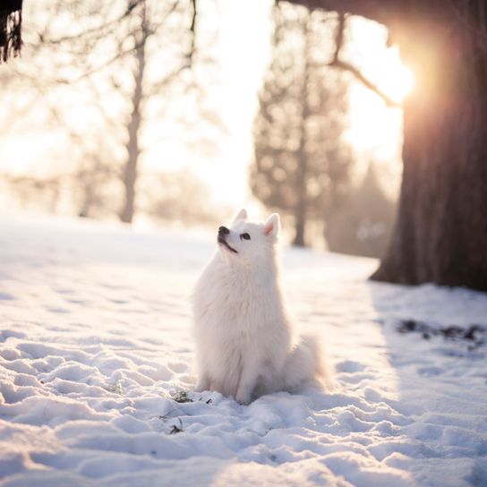 spitz japonés en la nieve esperando la orden, el perrito en la estancia, el perrito hace sentarse