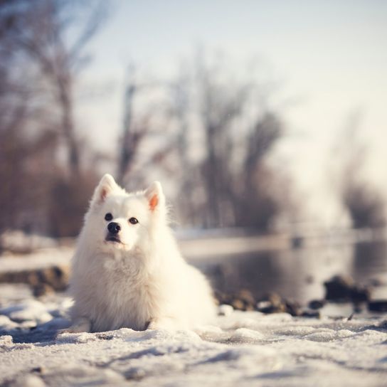 Japón spitz invierno Japón spitz en invierno, raza de perro principiante