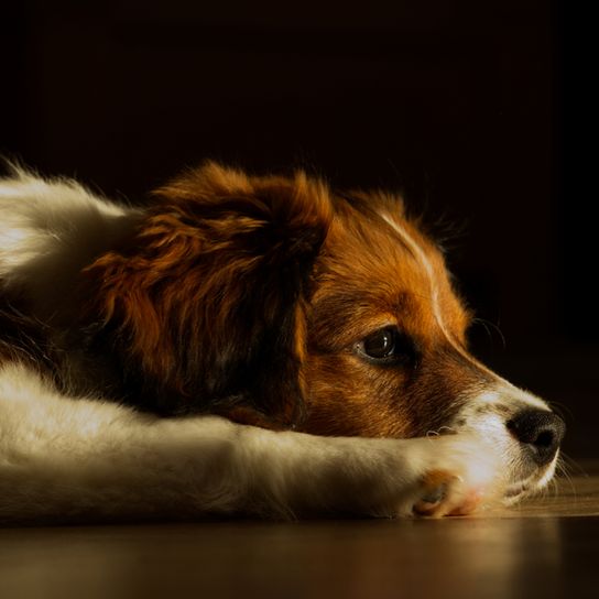 Kooiker Hondje está tumbado en el suelo, pequeño perro blanco marrón de menos de 20 kg, perro con muchos pelos en las orejas