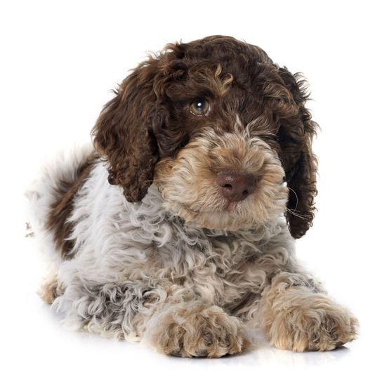 Perro, mamífero, vertebrado, Canidae, raza de perro, cachorro, carnívoro, perro parecido al Cockapoo, raza parecida al perro de aguas español, Lagotto romagnolo cachorro en marrón blanco