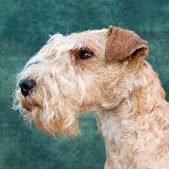 Retrato de Lakeland Terrier, perro con cara de pelo de alambre, perro con aspecto de fox terrier
