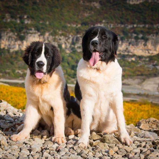 Perro, mamífero, vertebrado, raza de perro, Canidae, carnívoro, Landseer macho y hembra, Stabyhoun, raza similar al perro guardián de Moscú, perro similar al mastín del Pirineo,