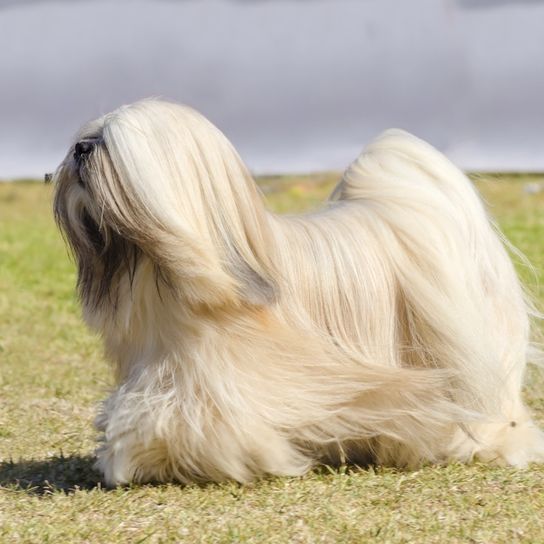 Lhasa Apso blanco y crema con pelo muy largo, pelaje bien cuidado, perro que necesita muchos cuidados, raza de perro asiático, perro pequeño para principiantes