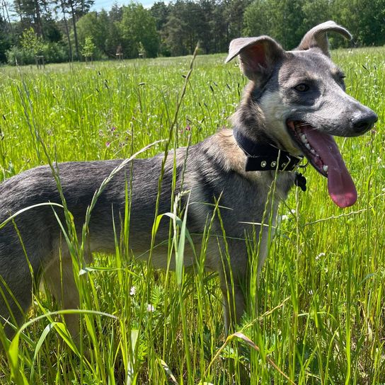 Hund,Pflanze,Hunderasse,Halsband,Fleischfresser,Gras,Arbeitstier,Rehkitz,Grasland,Schnauze,