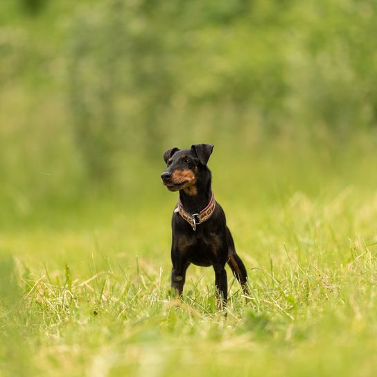 Manchester Terrier en un prado, Pinscher pequeño, Parece Mini Doberman