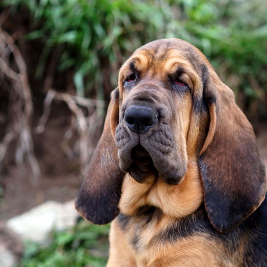 perro, mamífero, vertebrado, raza de perro, cánido, carnívoro, sabueso, hocico, canino, sabueso bronceado frente a las plantas