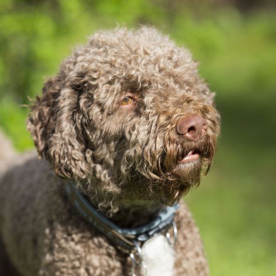 Perro, mamífero, vertebrado, Canidae, perro similar al perro de aguas español, raza de perro, Lagotto romagnolo marrón, raza similar al perro de aguas portugués, carnívoro, Grupo deportivo, perro italiano utilizado para la caza de trufas