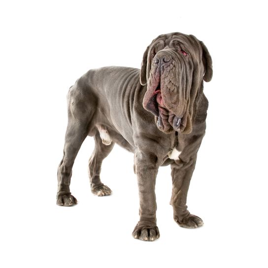 Mastín napolitano Perro, Mamífero, Vertebrado, Canidae, Mastín napolitano, Raza de perro, Carnívoro, Raza de perro gigante, Grupo deportivo, Raza similar al Mastín coreano, Raza de perro italiano, Perro gigante, Perro gris grande con muchas arrugas