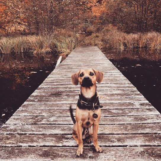 Meagle © Jana Buchleither Pflanze, Hund, Wasser, Wirbeltier, Hunderasse, Holz, Arbeitstier, Fleischfresser, Gewässer, Sonnenlicht,