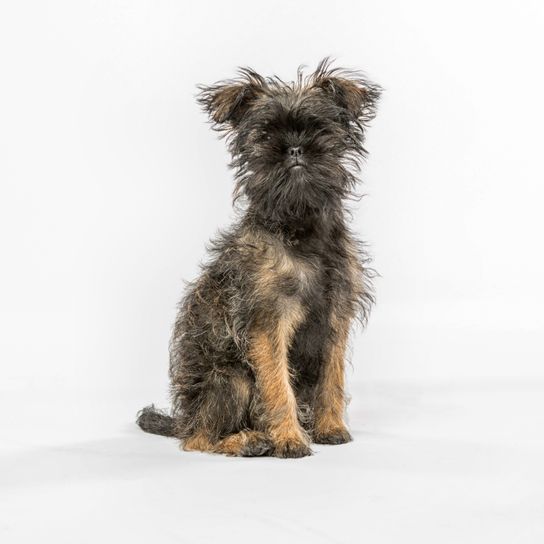 perro, mamífero, vertebrado, cánido, raza de perro, carnívoro, terrier, pastor de los pirineos, pinscher mono gris sentado sobre fondo blanco