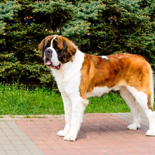 Perro, mamífero, vertebrado, raza de perro, Canidae, perro guardián de Moscú, San bernardo, carnívoro, raza de perro gigante, rafeiro do alentejo, Perro gigante con manchas marrones y blancas parece un perro bernardino con orejas caídas