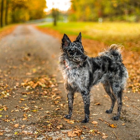 Mudi adulto, aproximadamente a la altura de las rodillas, raza canina mediana, perro con orejas picudas, raza canina húngara, raza canina merle