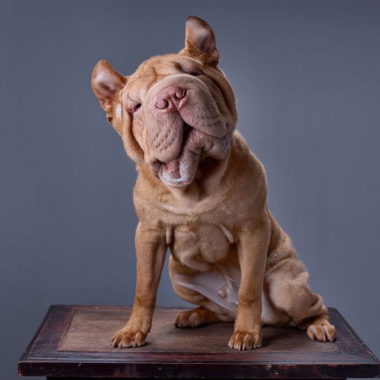 Mastín de Nápoles con las orejas picudas recortadas Perro, Canidae, escultura, Dogo de Burdeos, raza de perro, figura, carnívoro, arte, raza similar al Bulldog Francés, grupo no deportivo, Mastino Napoliano, Mastín Napolitano, perro feo con las orejas cortadas, perro de pelea, perro de lista