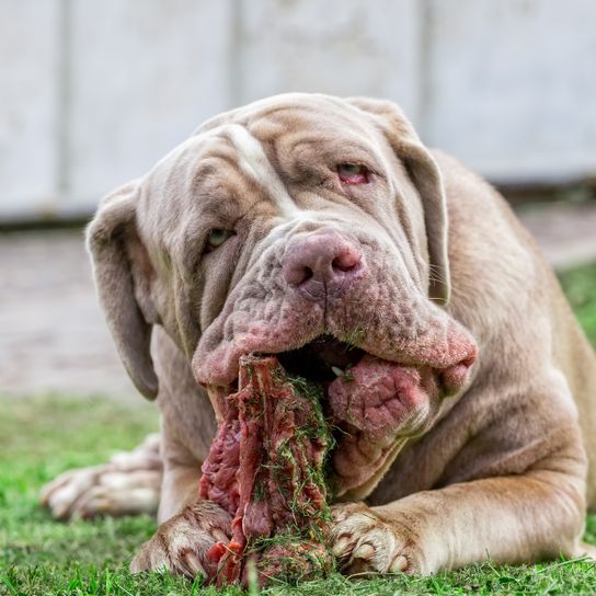 El Mastín Napolitano come perro, mamífero, vertebrado, raza de perro, canidae, mastín napolitano, carnívoro, hocico, raza similar al mastín coreano, razas de perros antiguos, perro gris come carne fresca, raza de perro italiano, perro feo con cara arrugada, gran danés