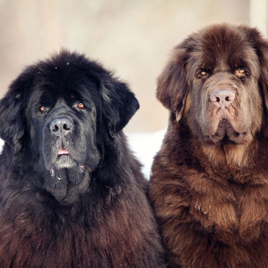 Perro, mamífero, vertebrado, raza de perro, Canidae, Terranova negro grande junto a un Terranova marrón de pelo largo, raza de perro gigante, carnívoro, razas de perro antiguas, perro de compañía,