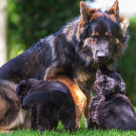 Vieja perra pastor alemán con cachorros en el campo