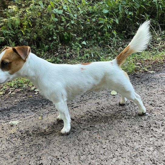 Hund,Fleischfresser,Pflanze,Hunderasse,Begleithund,Schwanz,Gras,Terrier,Landtier,Sportliche Gruppe,