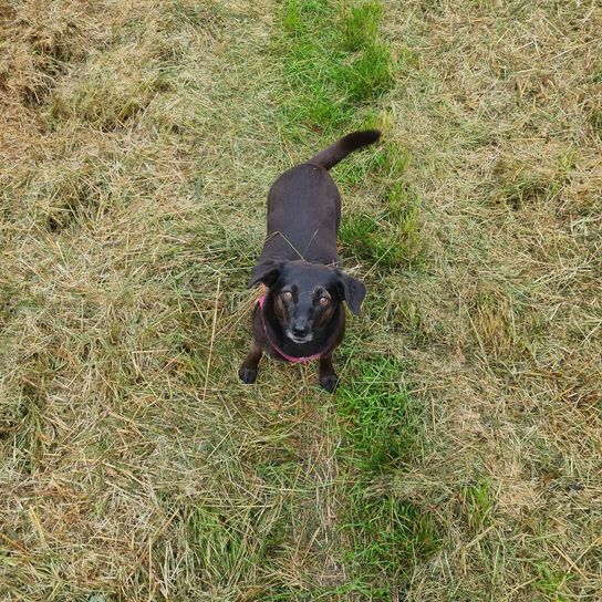 Hund,Fleischfresser,Hunderasse,Gras,Terrestrisches Tier,Bodendecker,Schwanz,Rasen,Arbeitstier,Grasland,