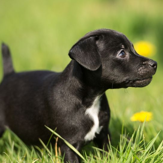 Patterdale Terrier cachorro negro, perro parecido al labrador