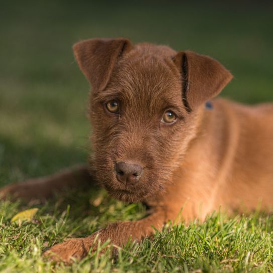 Patterdale Terrier cachorro marrón de pelo duro, cachorro de perro de pelo de alambre
